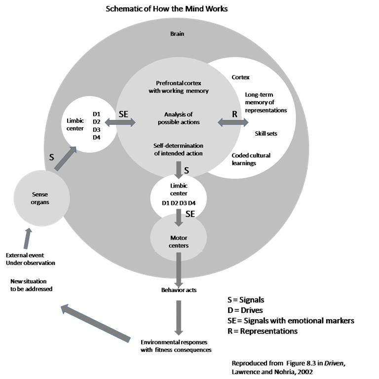 Lawrence-Nohria-Driven-BrainModel-2010-01-28-1505